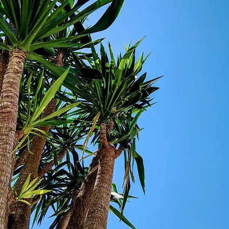 Σπίτι διακοπών The Palm House