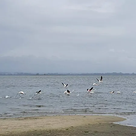 The Palm House * Ovar