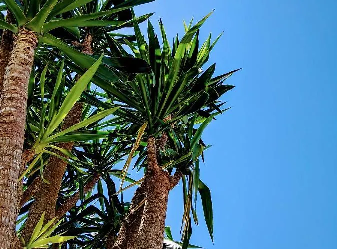 펜션 The Palm House