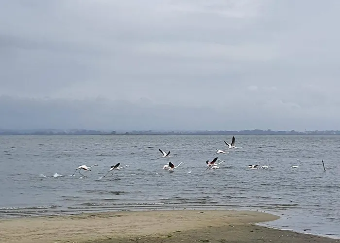 The Palm House * 오바